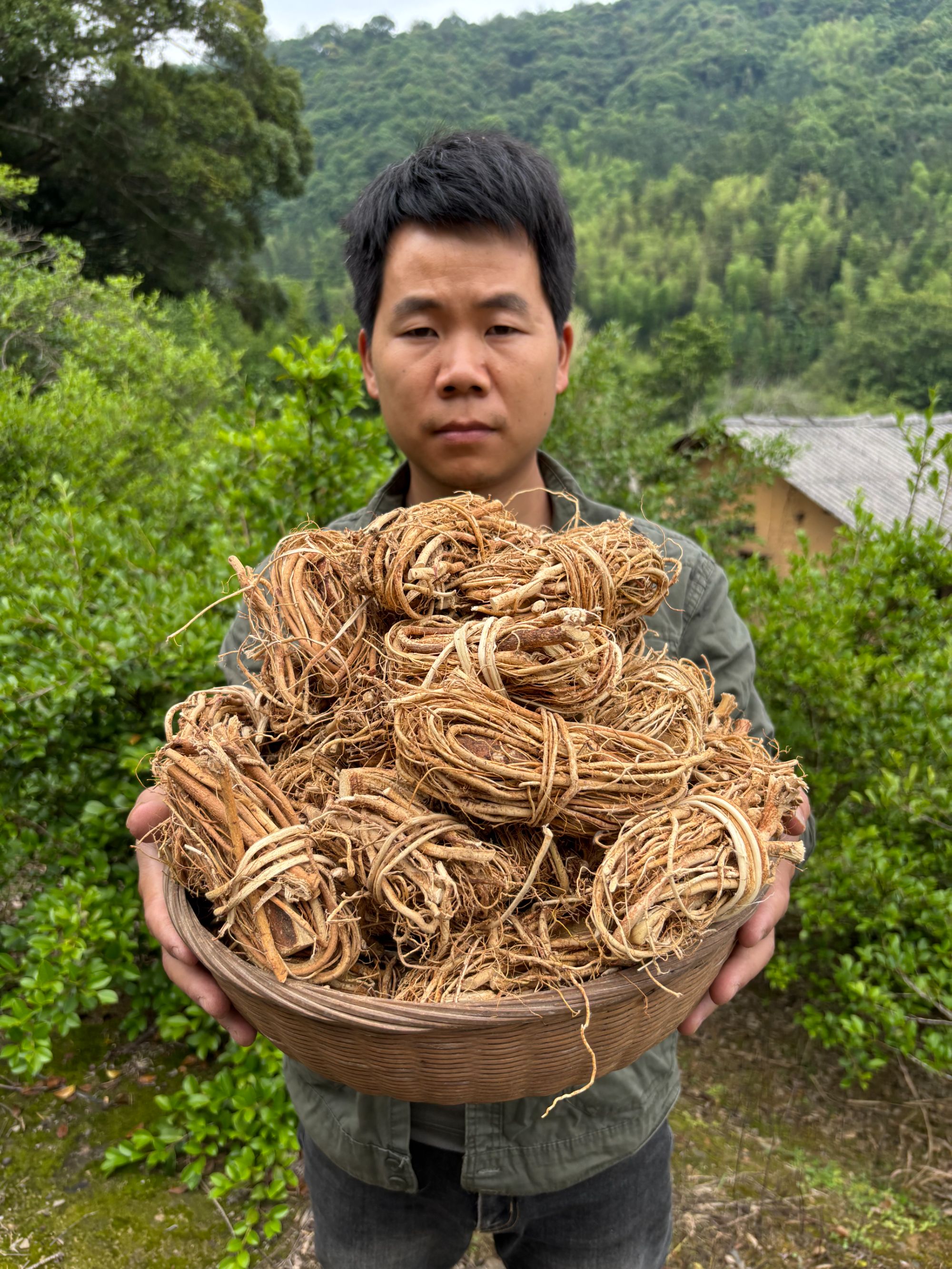 （湿）包邮野外生长五指毛桃煲汤好食材无添加500g
