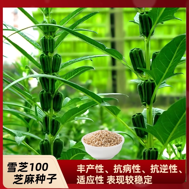 金丰收雪芝100 芝麻种子高产芝麻种子抗病芝麻芝麻种子新升级增产