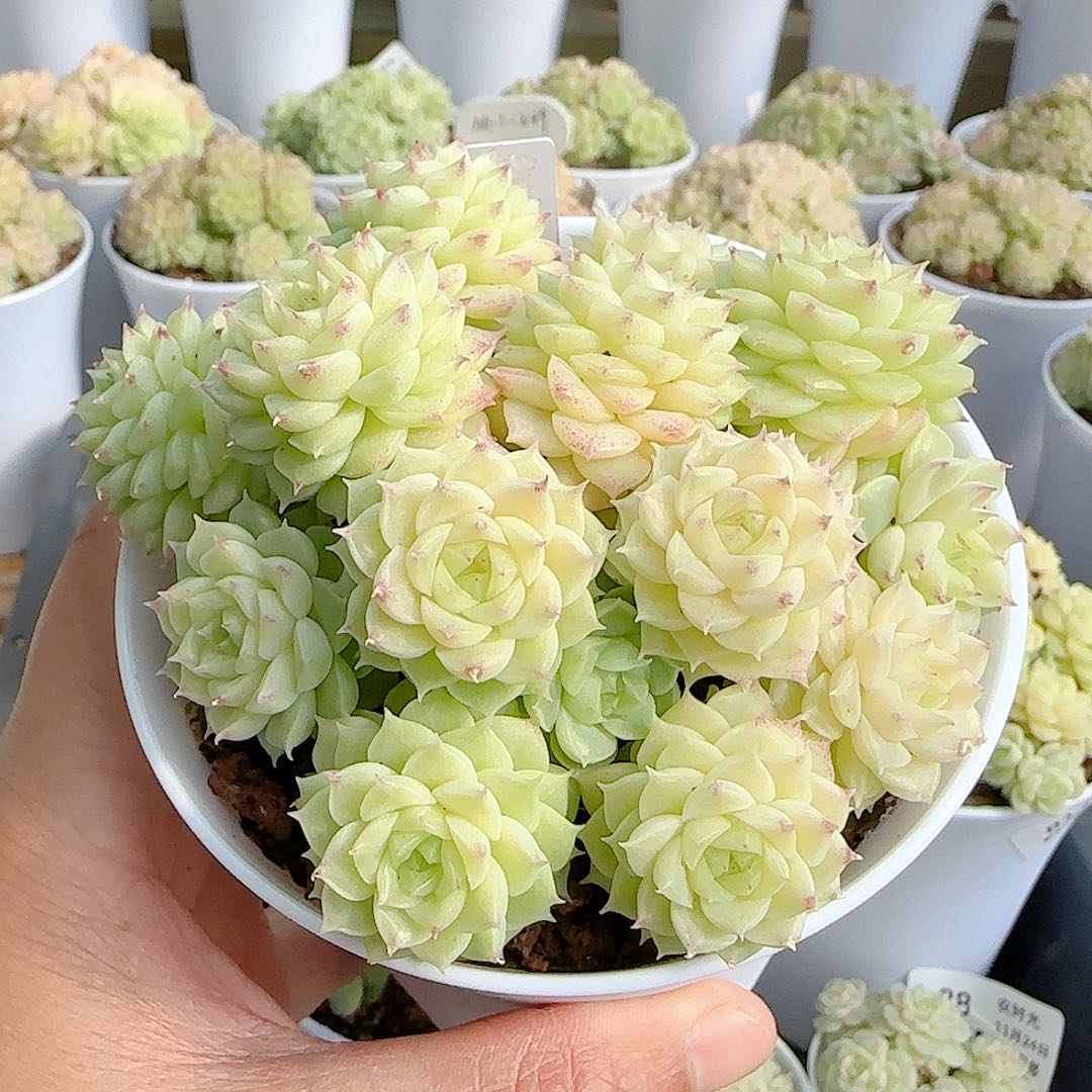 1124-869（ttp-153-1）