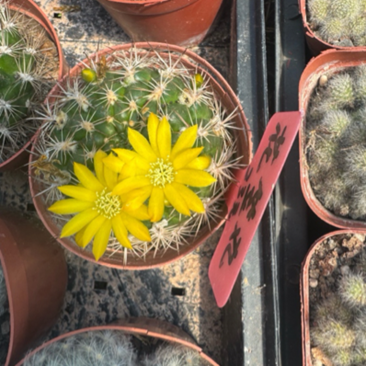 花笠丸丽花仙人球（非偏远满十八包邮）