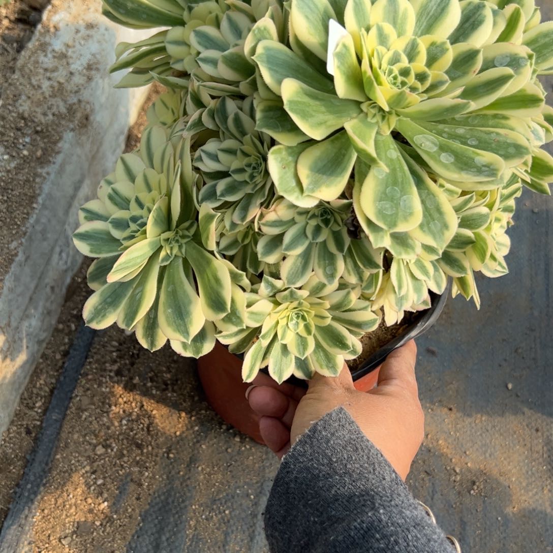 114迈巴多肉植物一