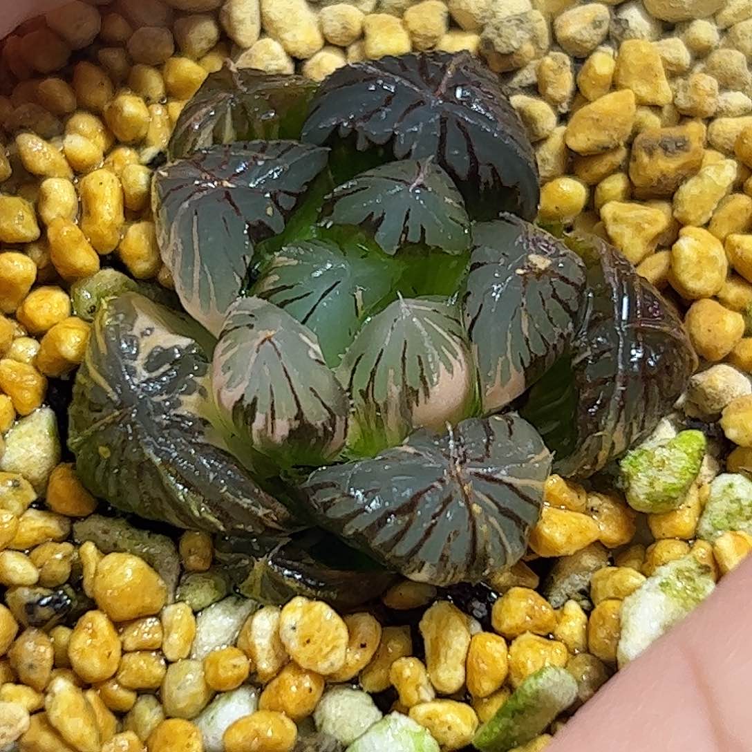 实生玉露锦十二卷多肉植物