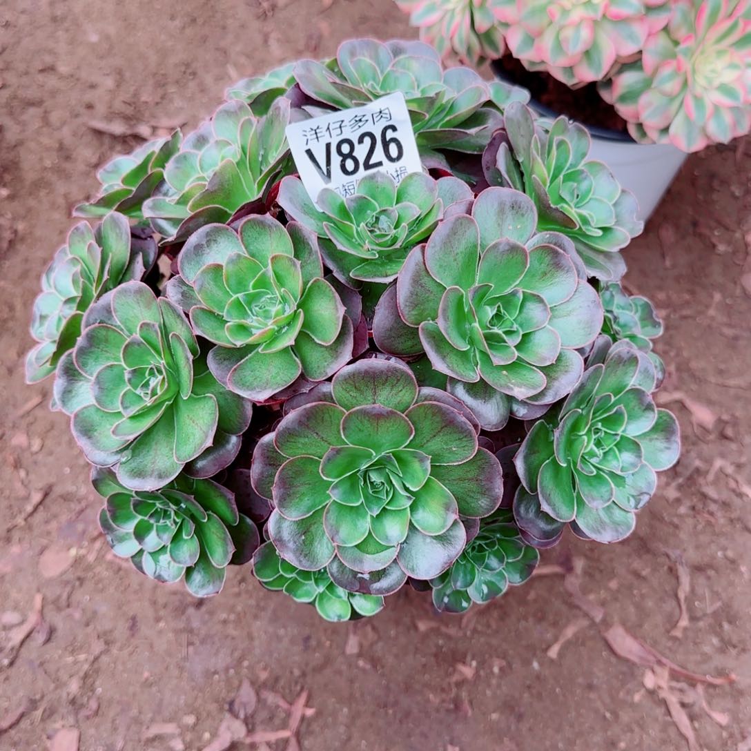 魅金玫瑰发师826冠幅20