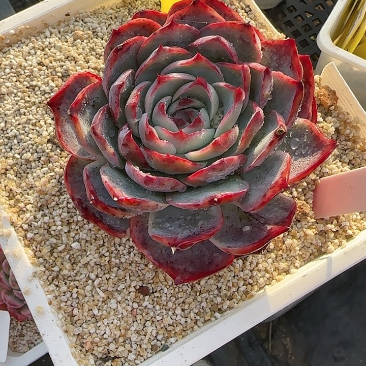 小***一181 惊鸿仙子多肉植物