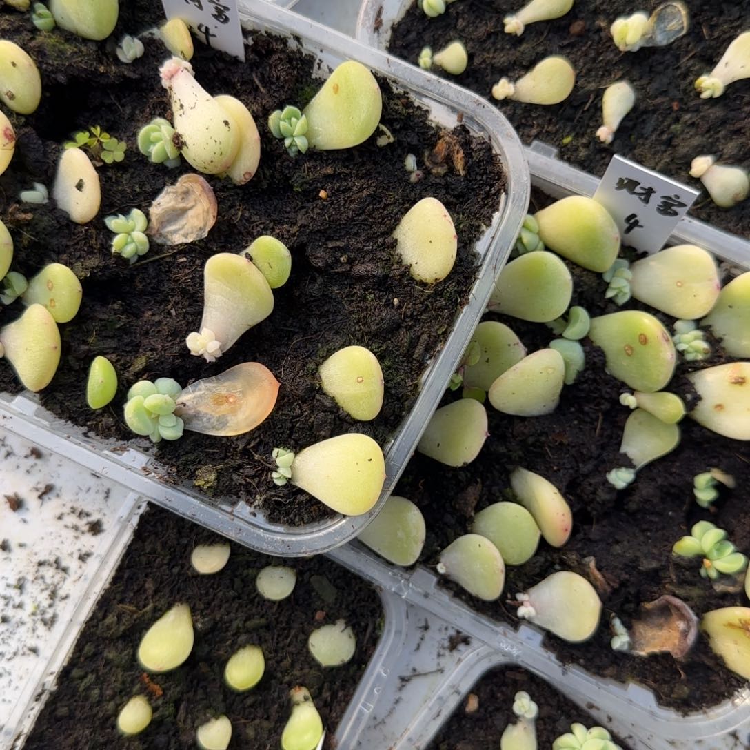 3个财富4 芝麻穴满25包邮