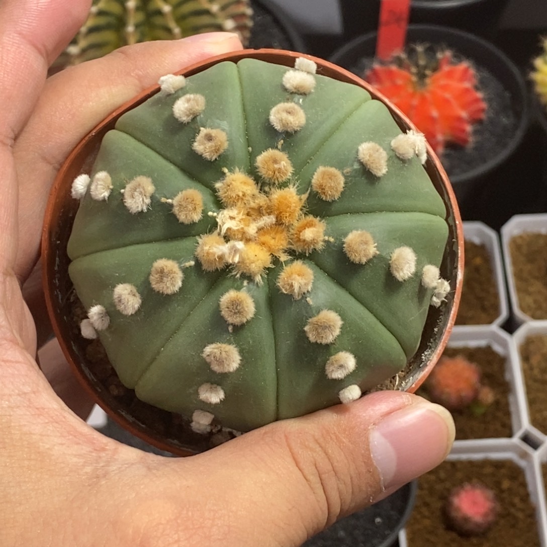 昭和兜—带盆土发货6