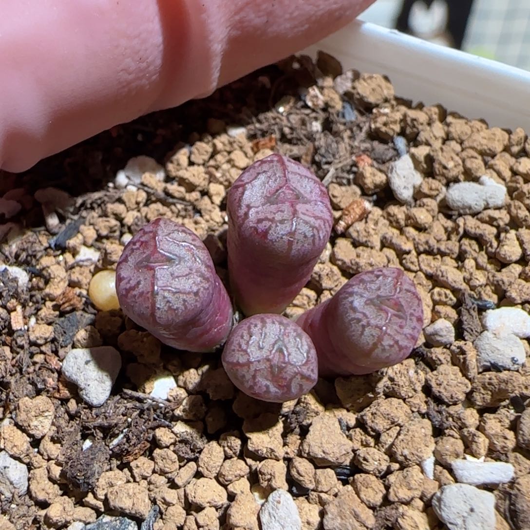 肉锥多肉植物组合-杂交1609