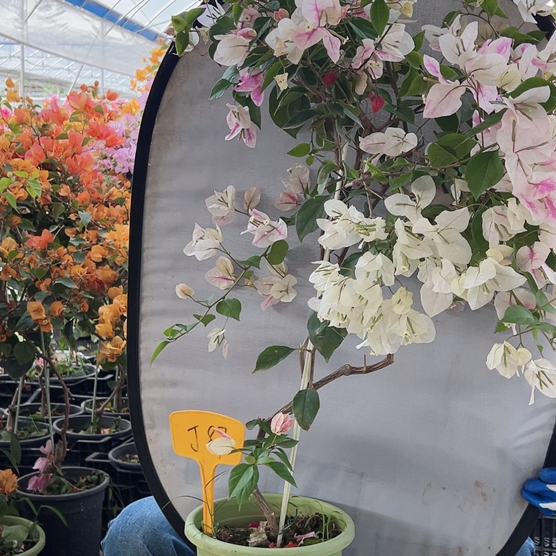 注***啊大部分花苞少量开放J87漳红樱