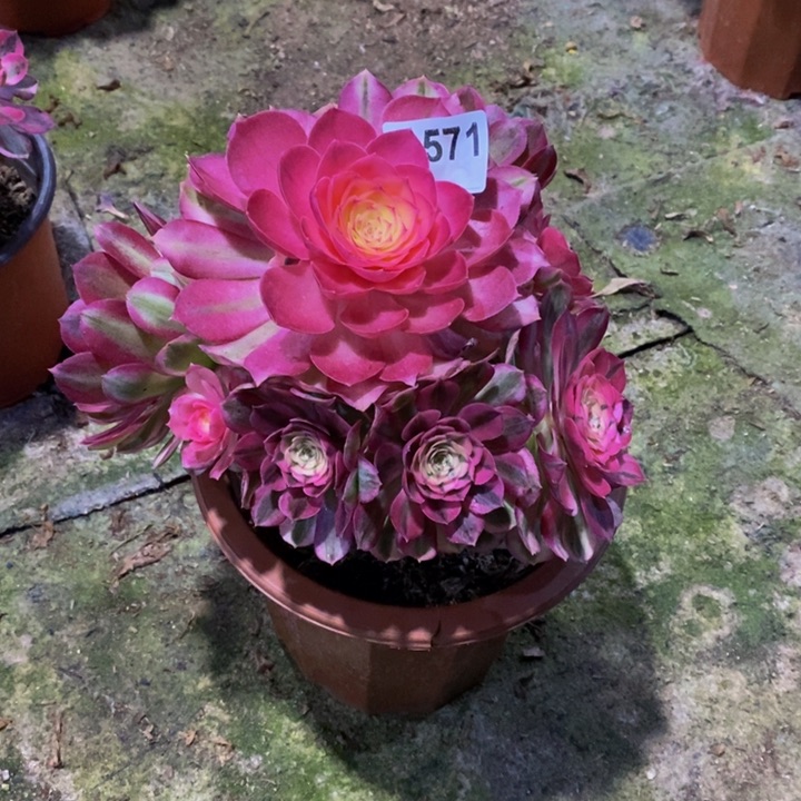 倾城多肉植物571