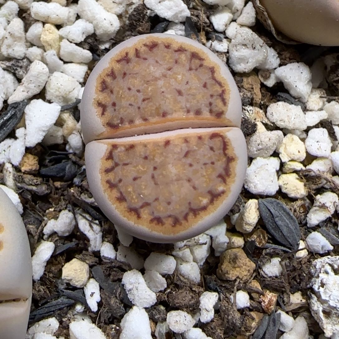 初***媚11.28. 1620.5.9031 