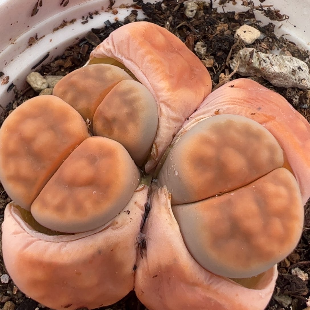 多肉植物百科306