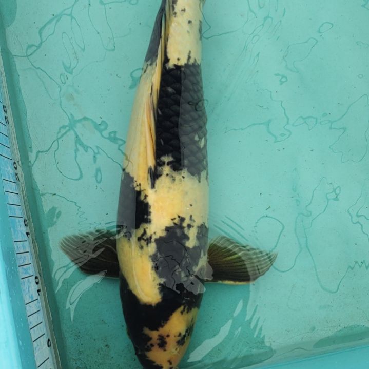 锦鲤白写50公分顺丰到付不包邮