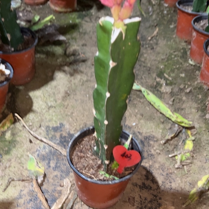 伶***伶当前无花栽培后可以开花桑吉塔403