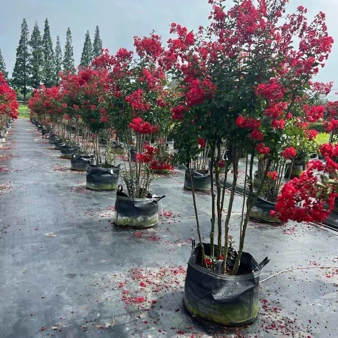 美国进口天鹅绒红火箭紫薇庭院阳台四季种植盆栽地栽耐寒耐热