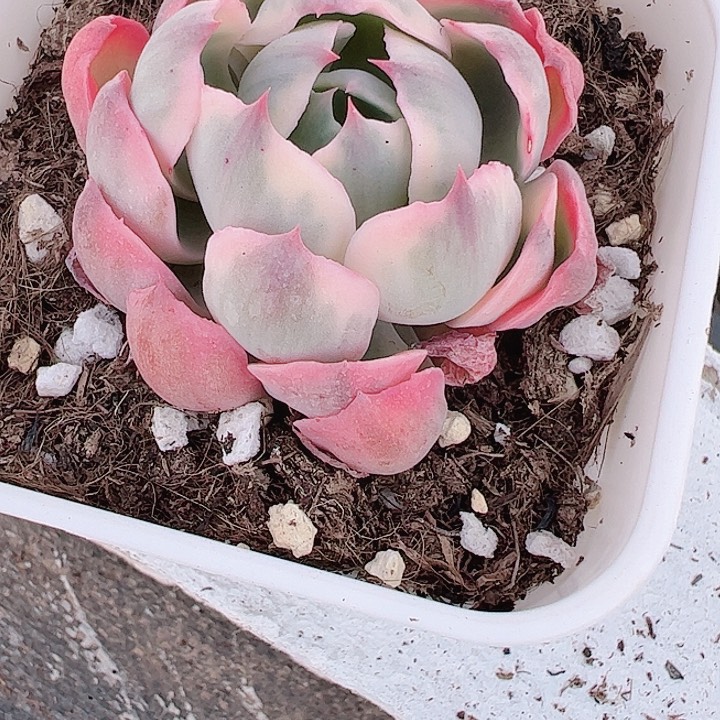 大*ᵃ多肉植物多肉植物