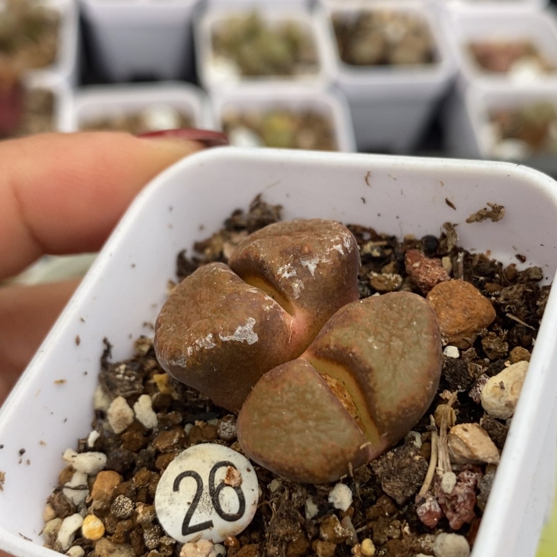 双头风铃2.2/2.4（多肉带盆