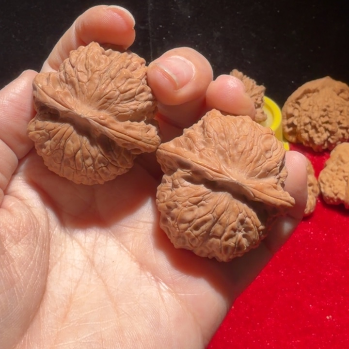 油***伞核桃血麒麟带点黄边