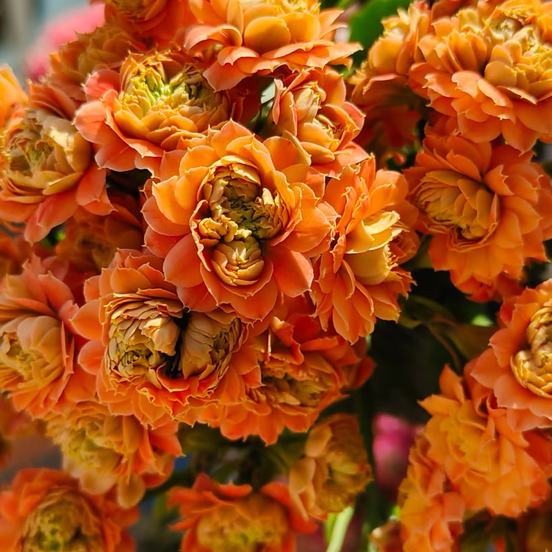 灿烂长寿花一盆，苗情以直播间显示为准