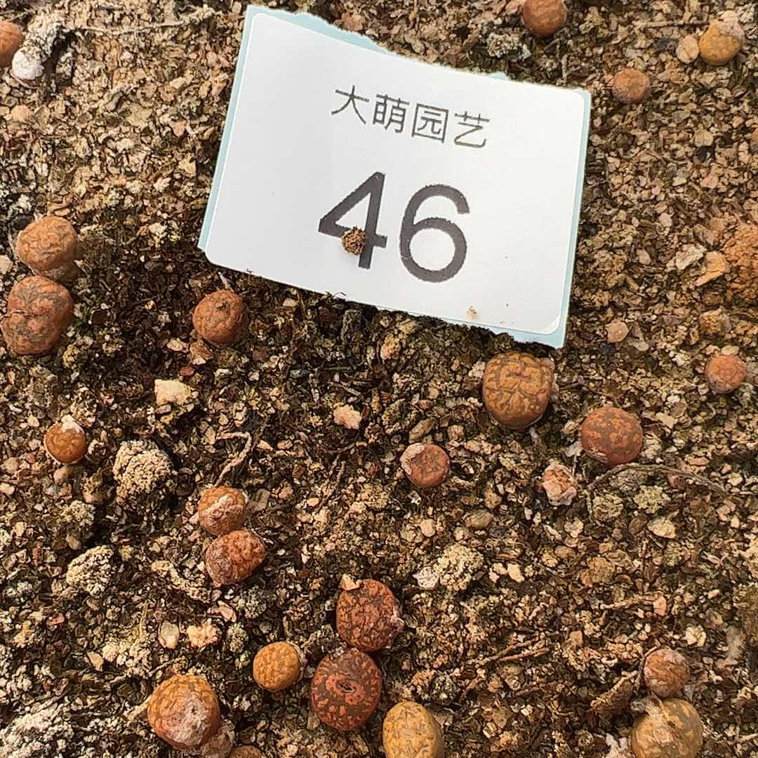 000046量拍1415.15猴脸勋章5颗