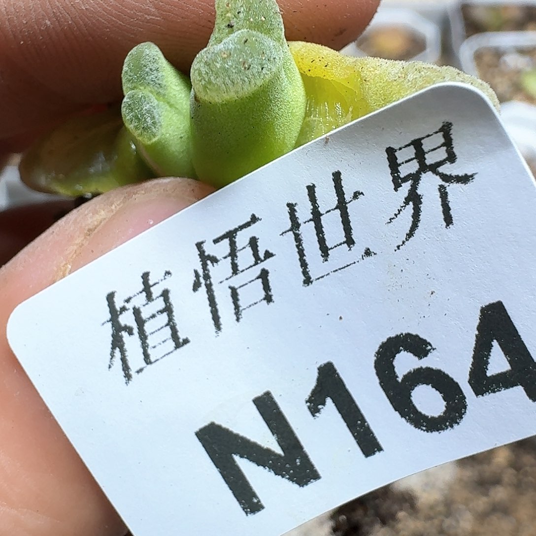 164号的植物哇c g