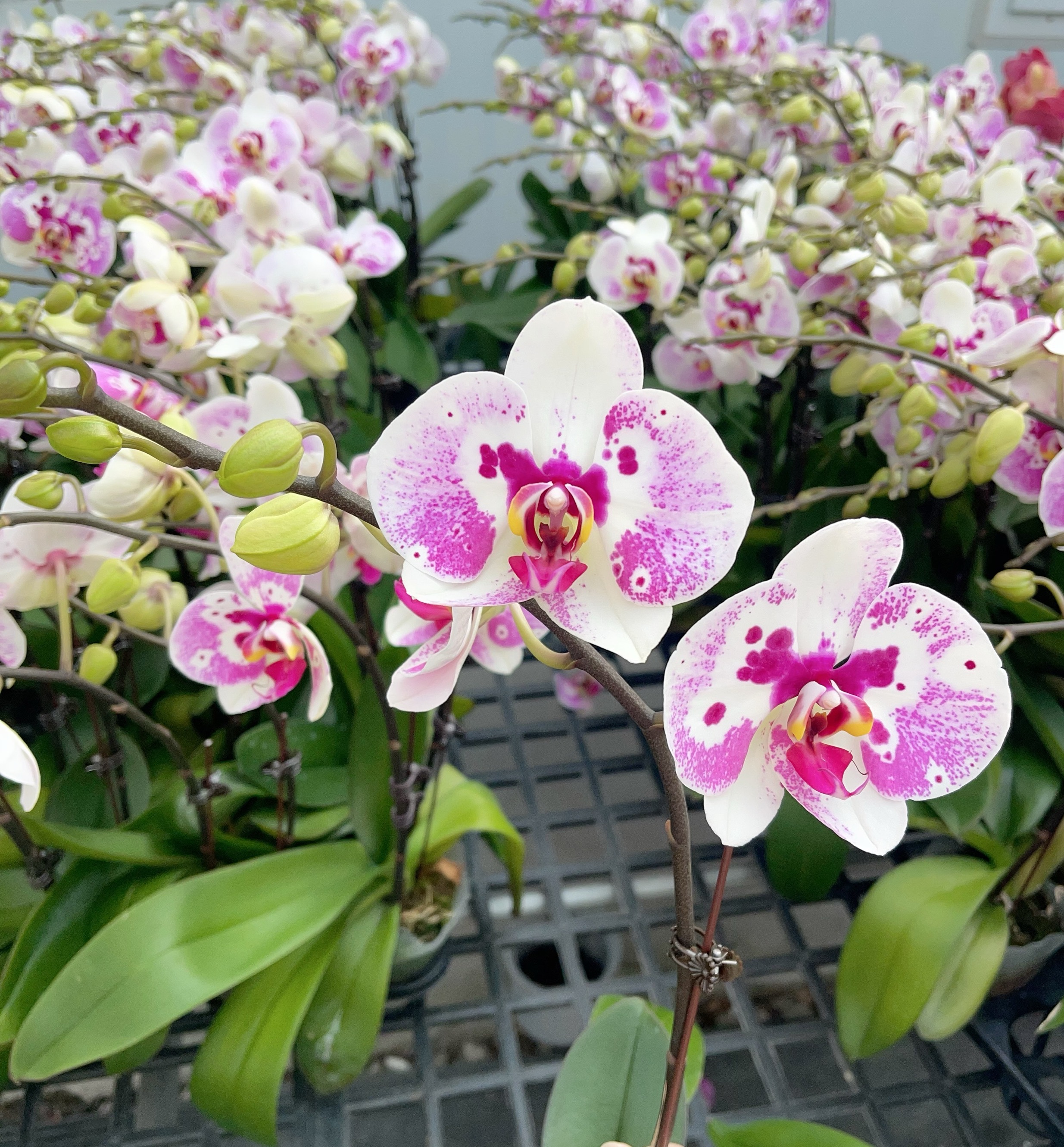 05【俏江南】3.0寸中大花型.精品蝴蝶兰