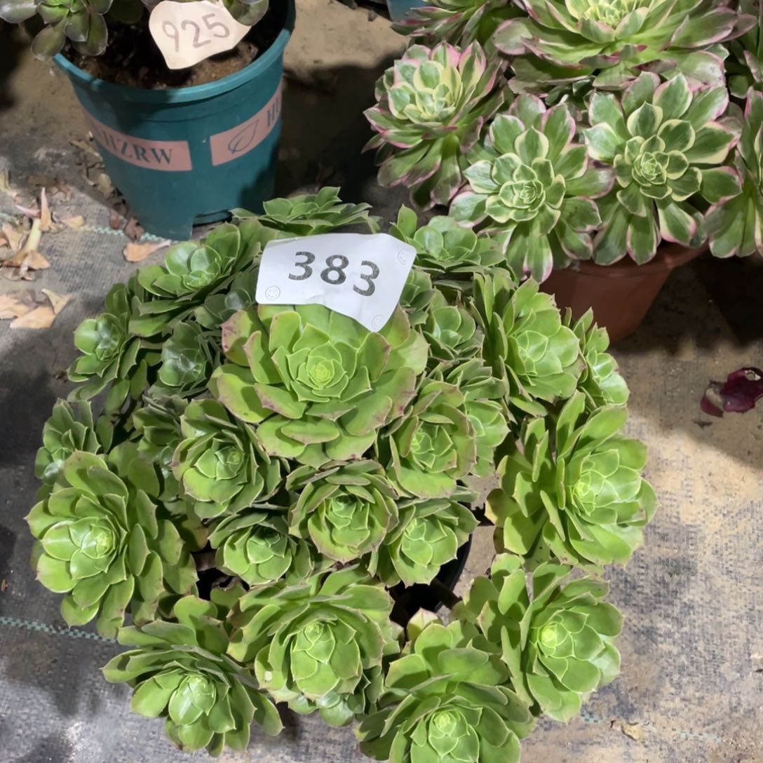 383圣罗兰            多肉       