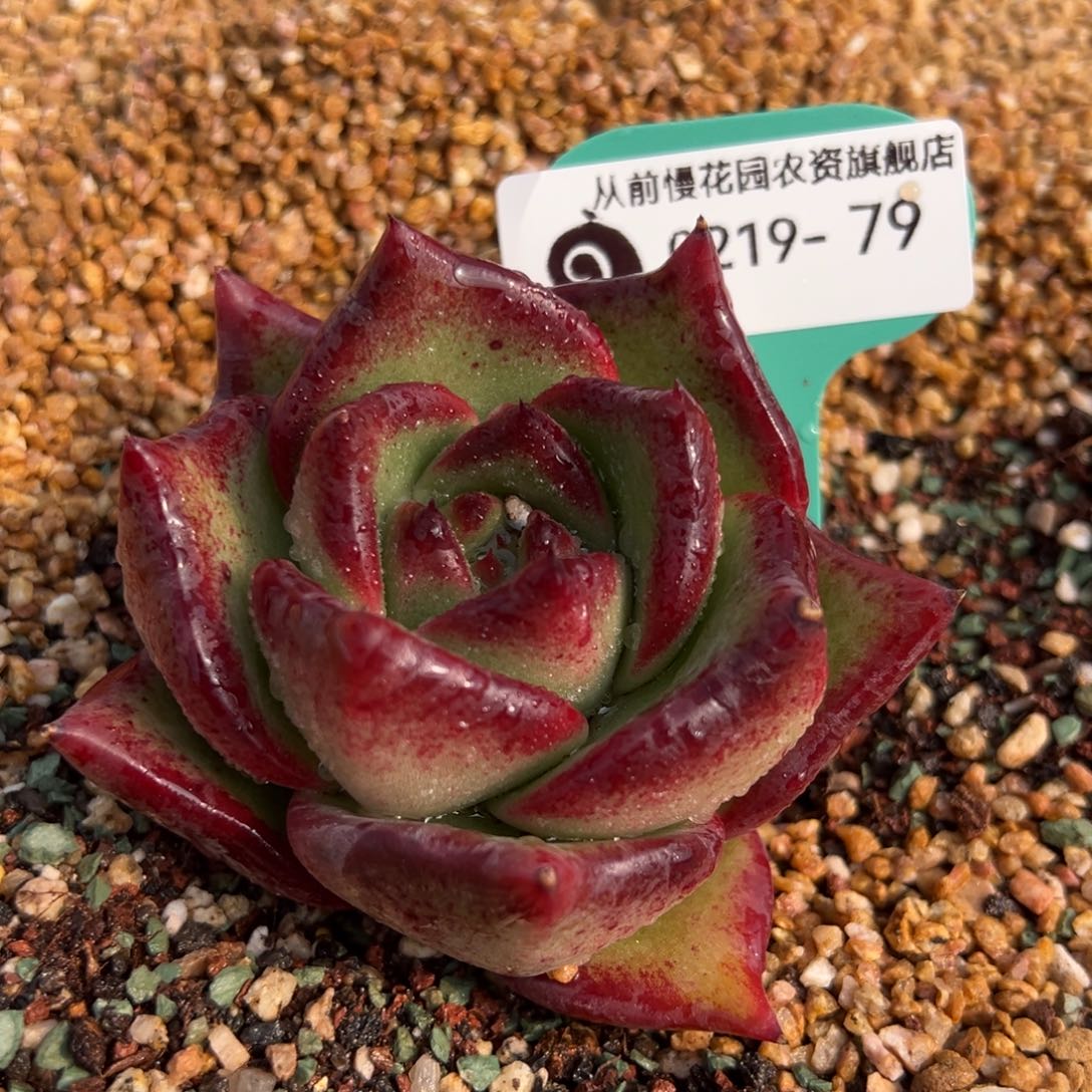 从前慢多肉精选编号0219.79