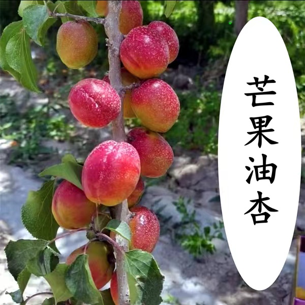 芒果油杏树苗高产浓香浓甜