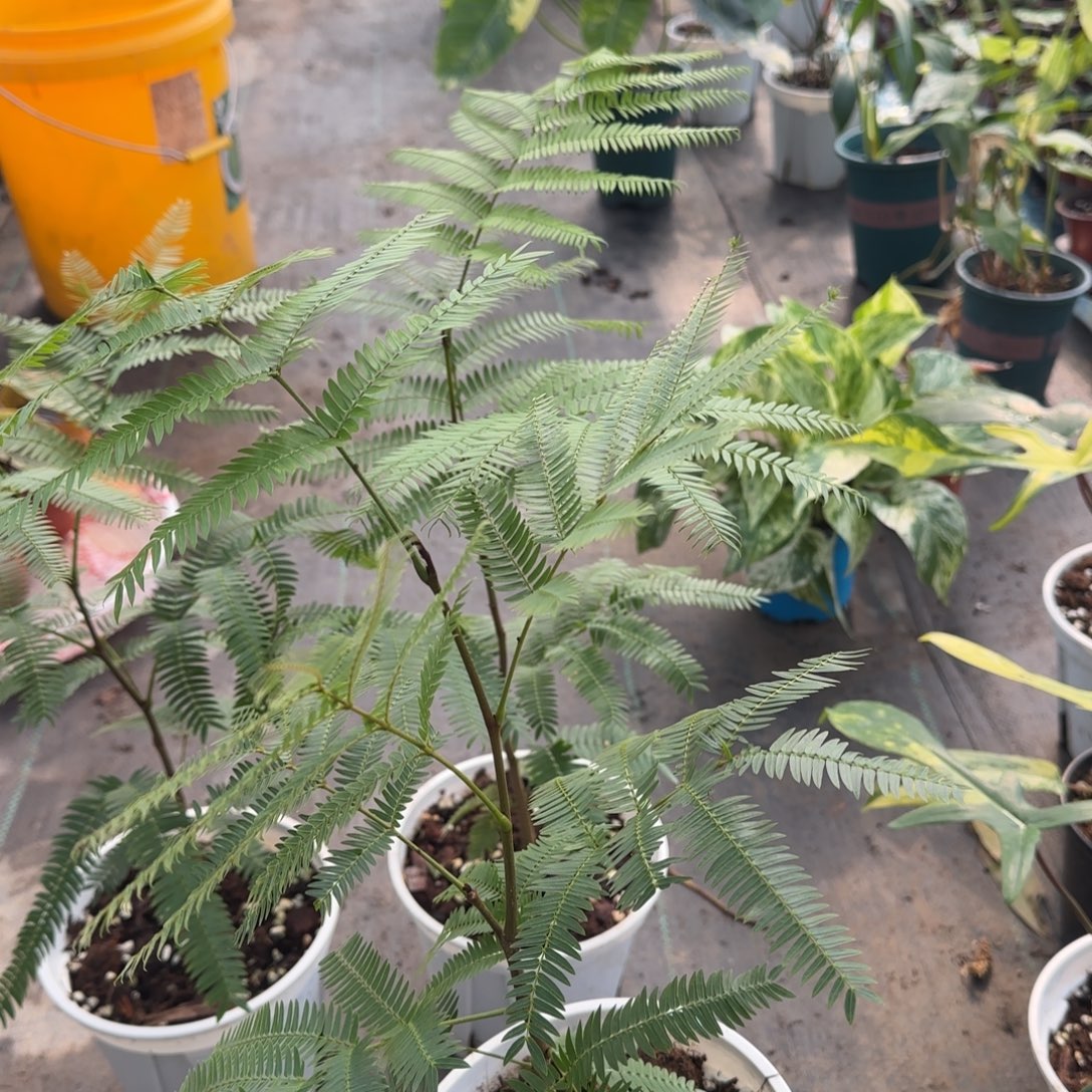 完全开放子播密叶猴耳环