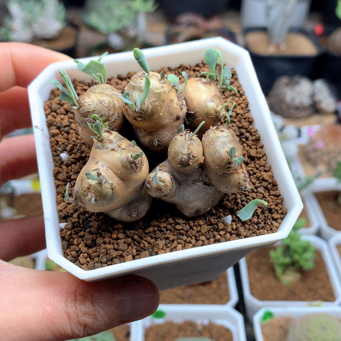 天***音格加厚敦菊母本带盆