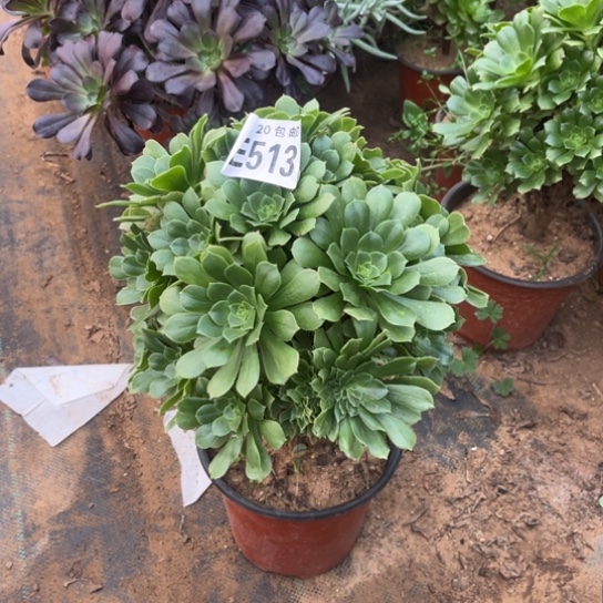 513绿羊绒不包断枝