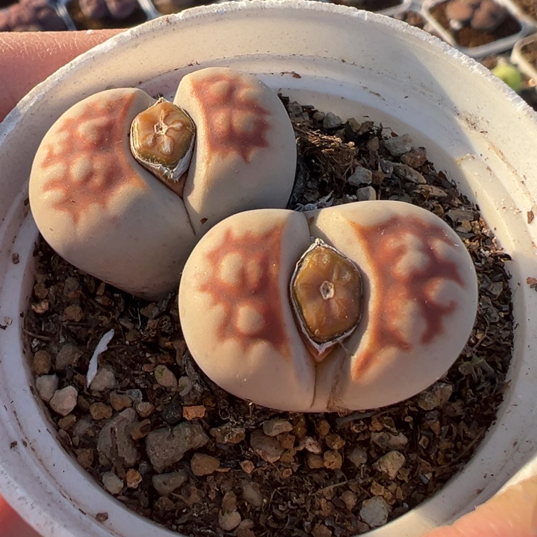 白底多肉植物百科694