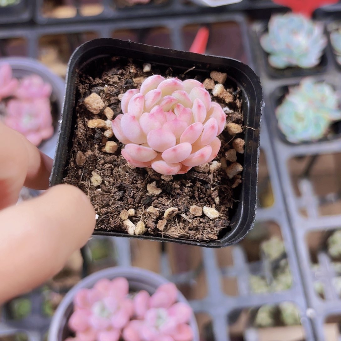 精品白胖子多肉植物