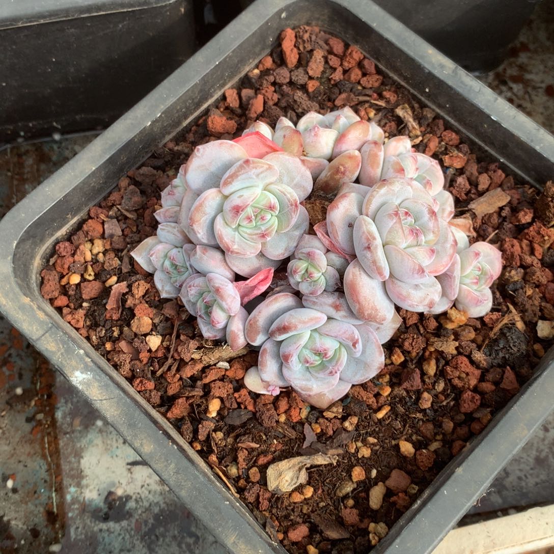 无花朵哈哈哈哈哈哈哈哈哈19