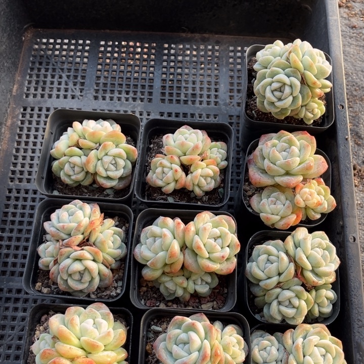 冰玉多肉七方盆一组10个6号