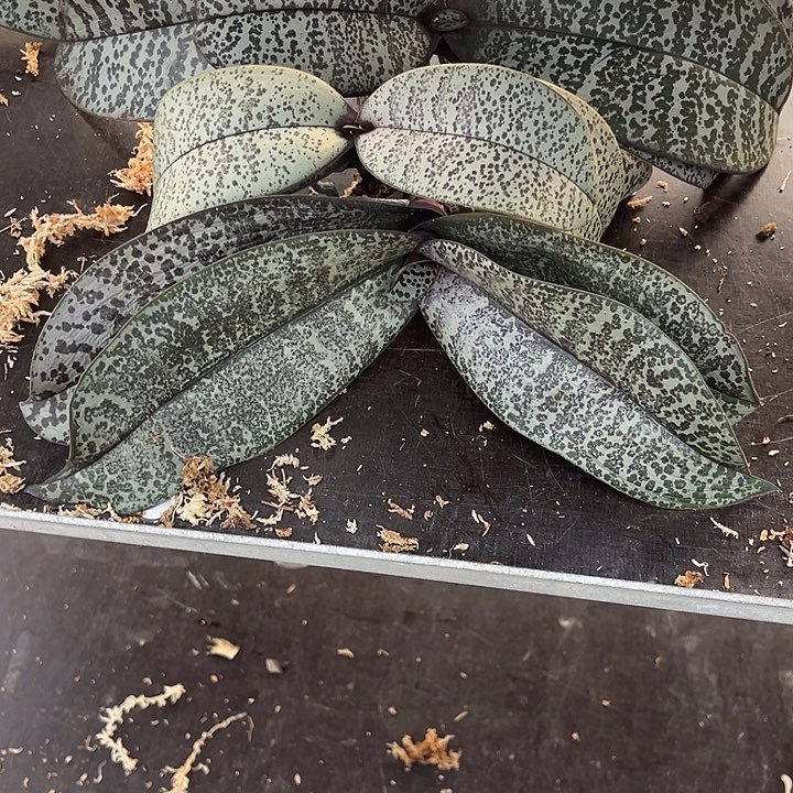 完全开放12号无根不售后 3棵