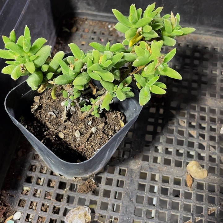 玉米枝干带盆土发货