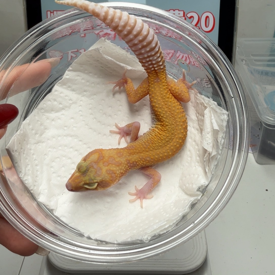 豹纹守宫红眼无纹暴龙妹妹