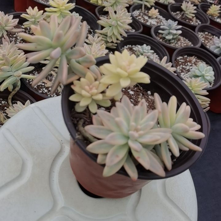 秋丽白覆轮锦（景天科）