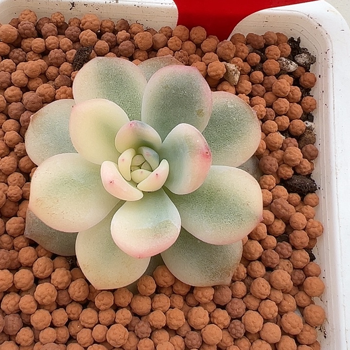 685号橙梦露锦多肉