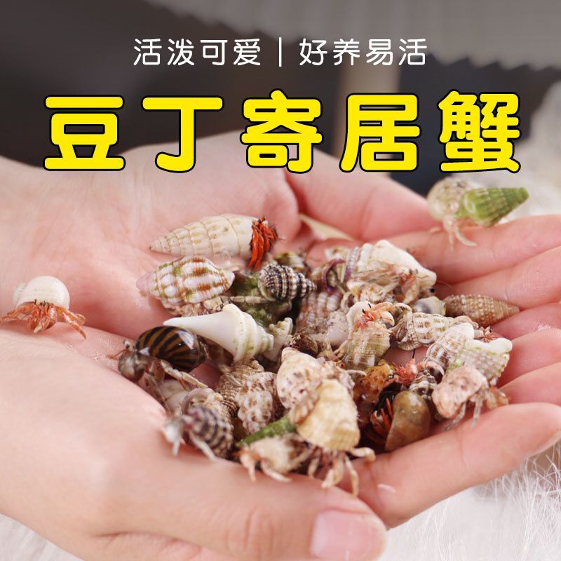 【直播精选】寄居蟹可爱观赏蟹活体爬宠包活顺丰包邮