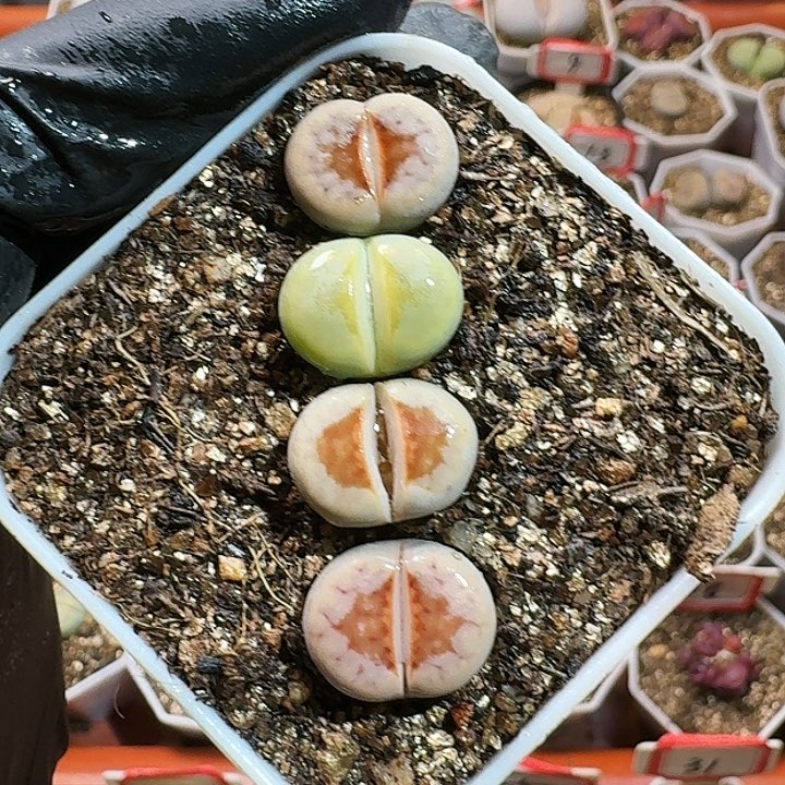 生石花12554。  220