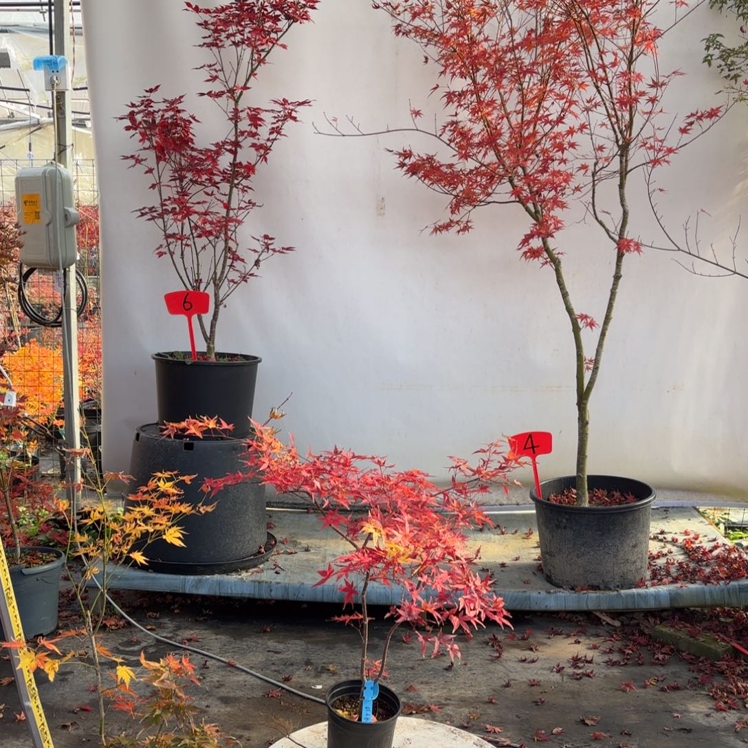 完全开放黄金流泉666676666