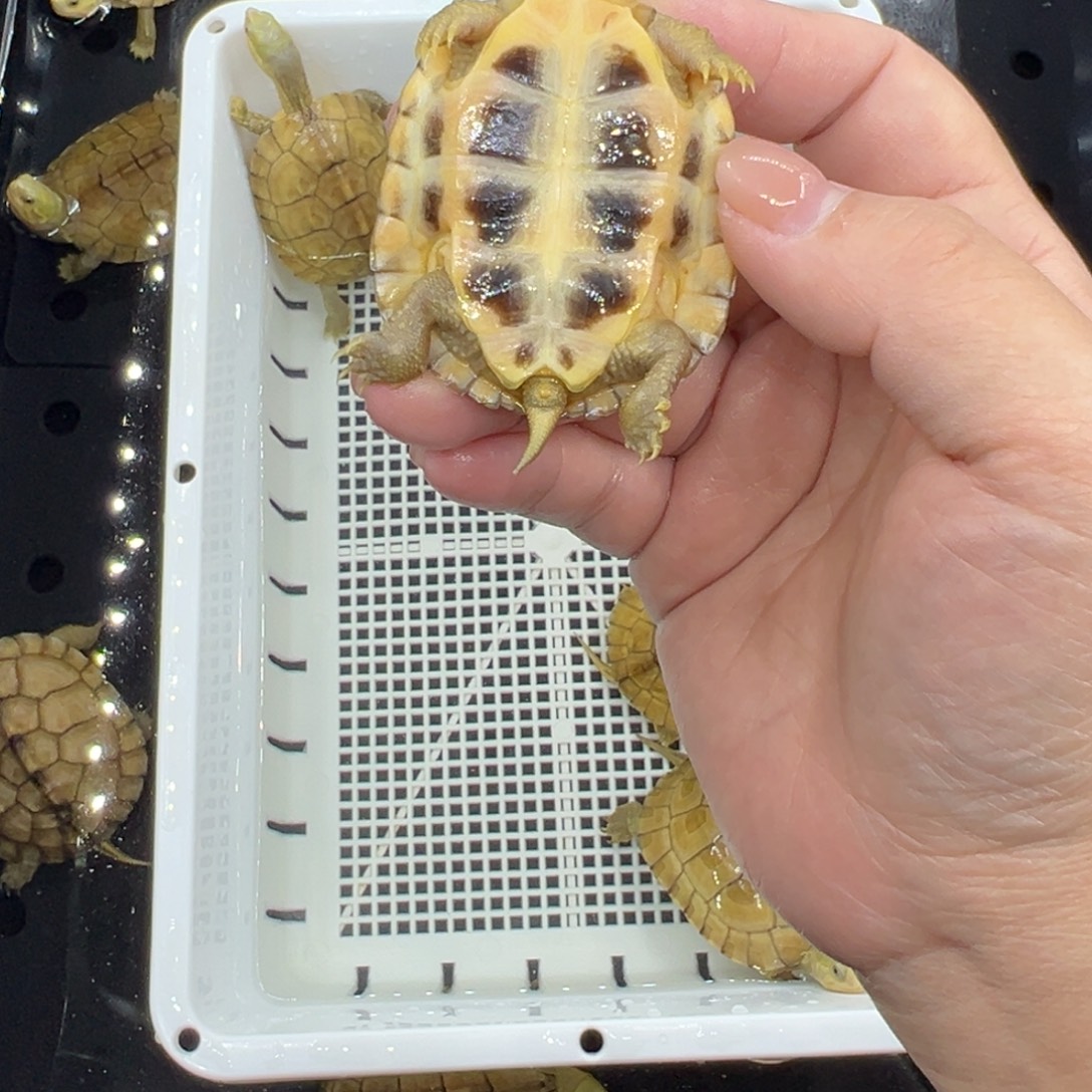 工***型绿毛龟母三黄小青龟