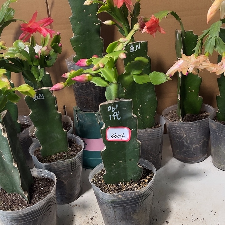 丽***姐当前无花栽培后可以开花061