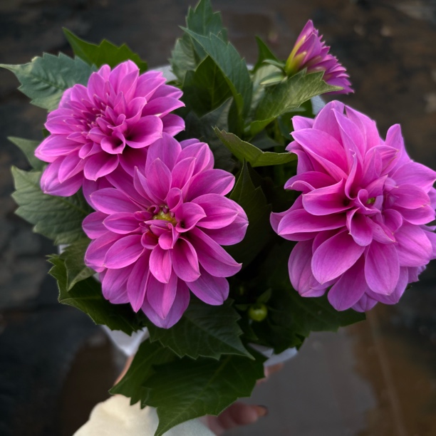 【缤纷甄选】精品薰衣紫小丽花到手一盆