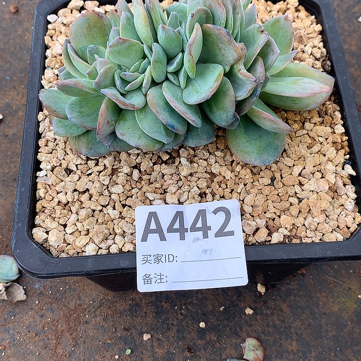 璐璐多肉一物一拍