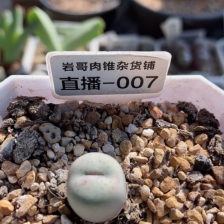 AP种源189f奶油嘴一颗