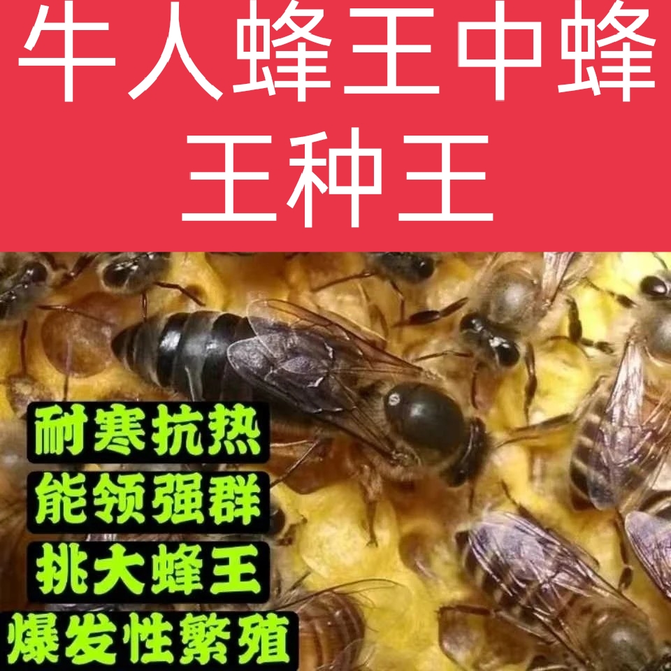 狂牛士蜂王蜜蜂中蜂杂交种王采用核心杂交新技术培育易介产抗温寒