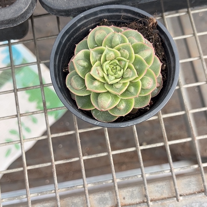 只***安我也不知道我为什么要这样